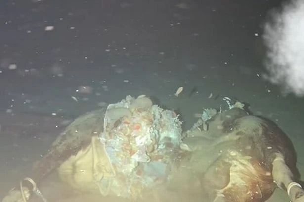 Scientists drop dead cow into ocean and are stunned by what appears out of darkness