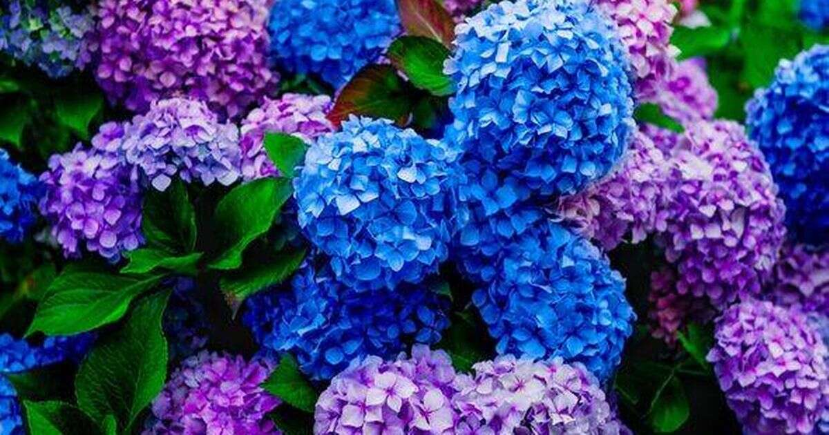 Gardening expert's three easy tips to make hydrangeas grow 'loads of flowers'