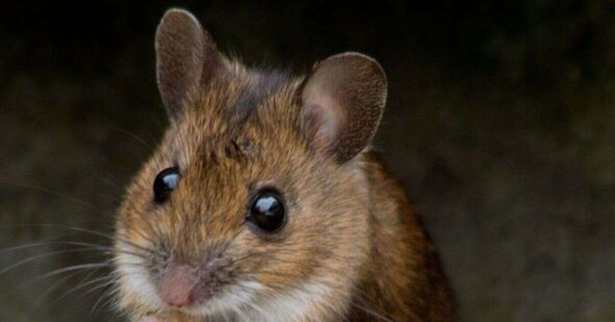 One natural item all mice hate will keep them out of your home forever Cleaning