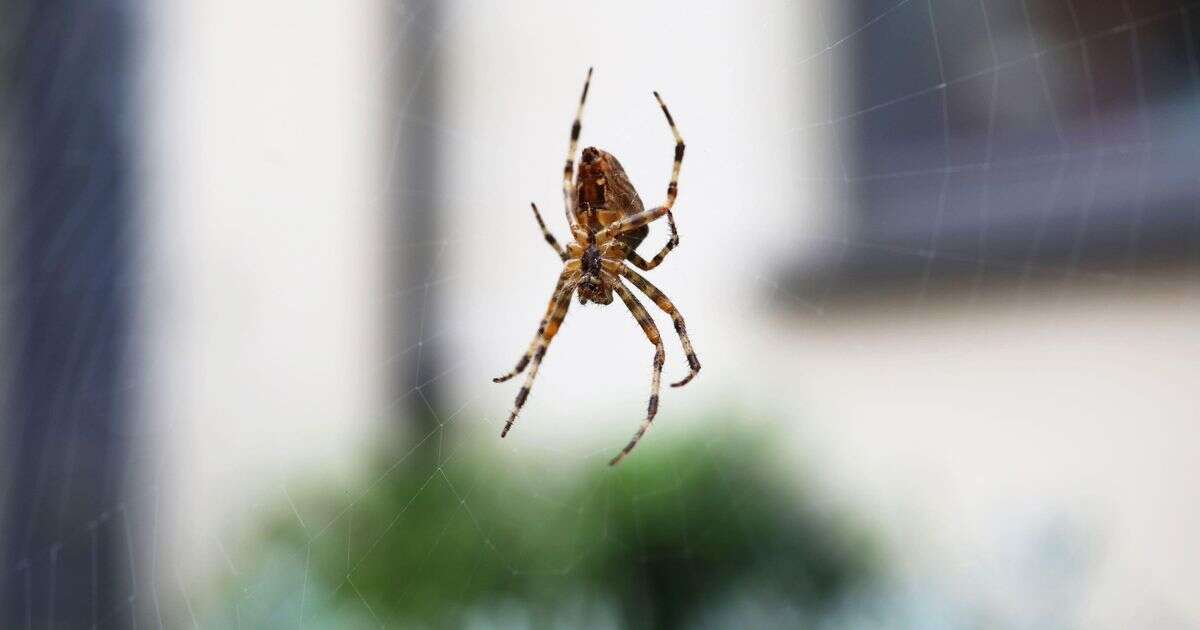 Keep spiders away with 'natural solution' as temperatures drop