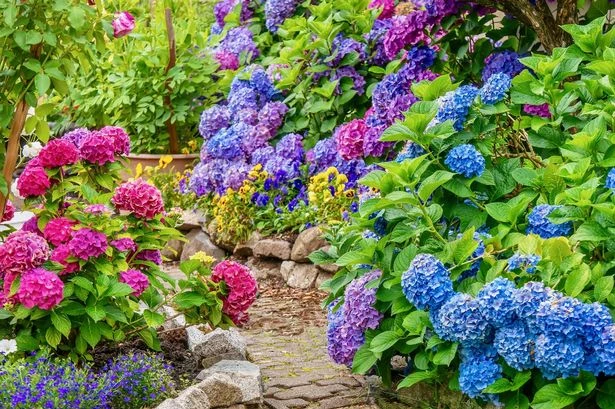Garden lovers urged to ditch hydrangeas and plant 'easier' alternative