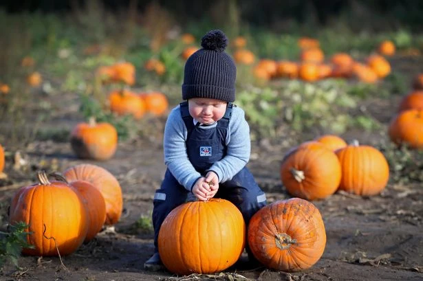 Pumpkin patches around Birmingham with the best Halloween treats