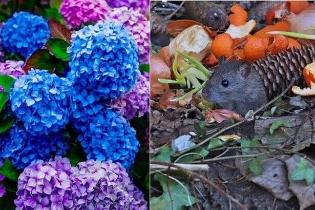 20p kitchen scrap that can ‘deter rats and cats’ and makes plants 'flower better'