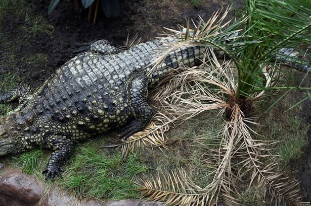 Family of boy, 3, in Cambridgeshire crocodile attack issue statement