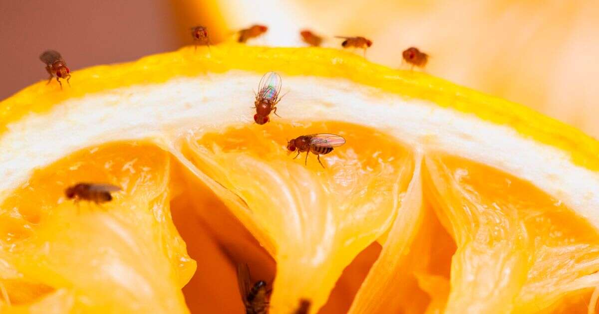 Stop fruit flies by cleaning little-known 'breeding ground' - it's not your fruit bowl