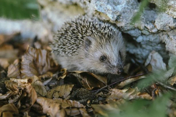18 creatures shortlisted to feature on British banknotes - and the public can vote
