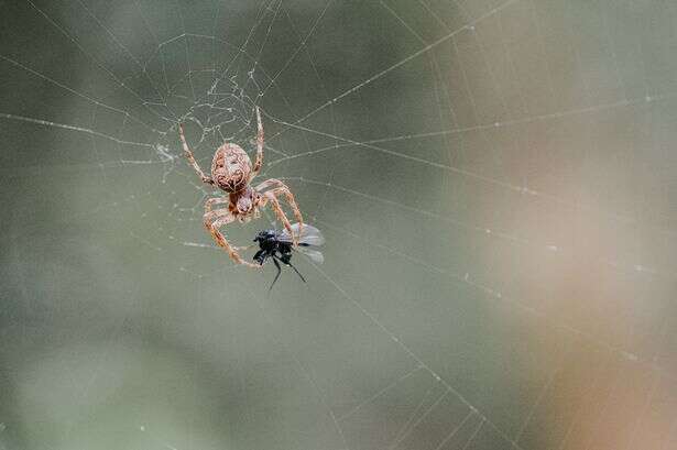 Cleaning expert shares easy way to keep spiders out of your home this autumn