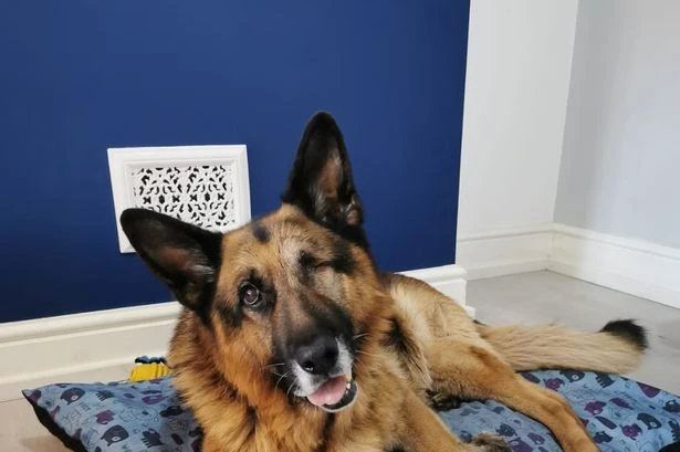 Everything you need to know about fostering a rescue dog