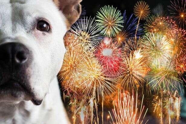 Vet says start preparing your dog now for firework season