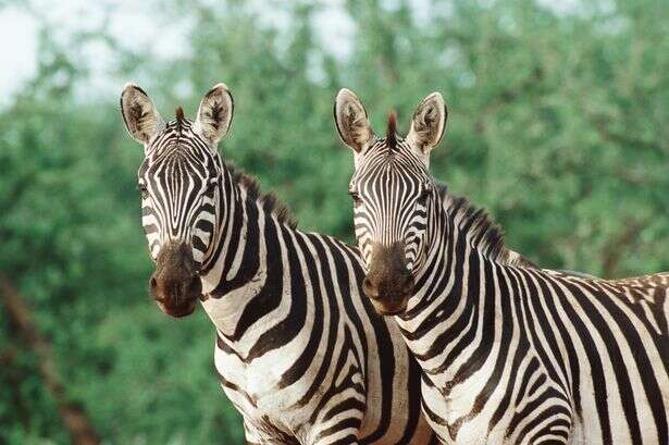 Drinkers adopt 'zebra striping' trick with multiple health benefits