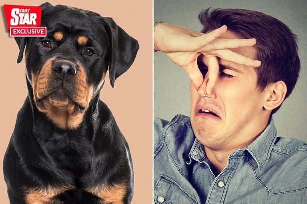 Surprise breed officially the dogs with most rip-roaring fart - see top trumpers list