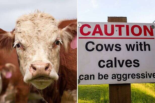 Serial killer cows one of UK's most dangerous animals and people should 'steer clear'