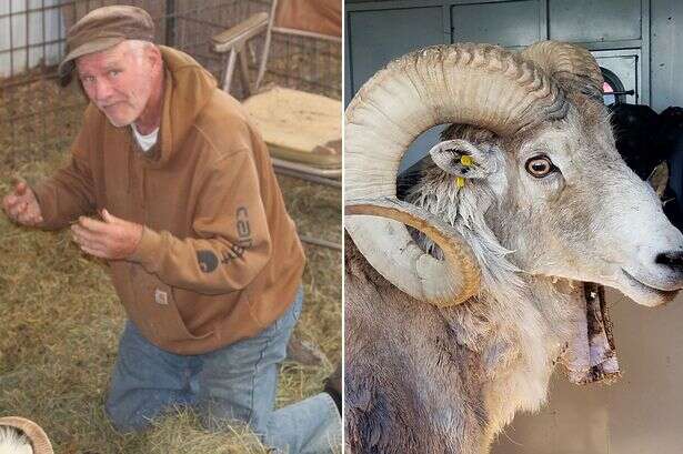 Man 'ruined' after cloning giant Marco Polo sheep from testicles and extracting semen