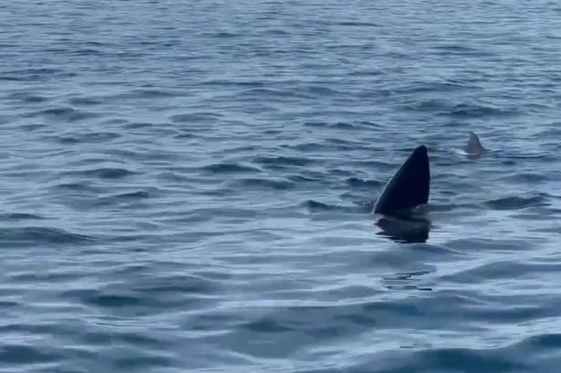 Monster shark spotted swimming along coast of Brit tourist hotspot