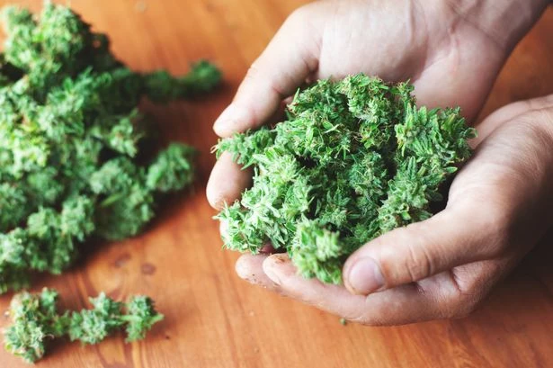 Cannabis could revive our economy as we face 'huge opportunity', drug chiefs say