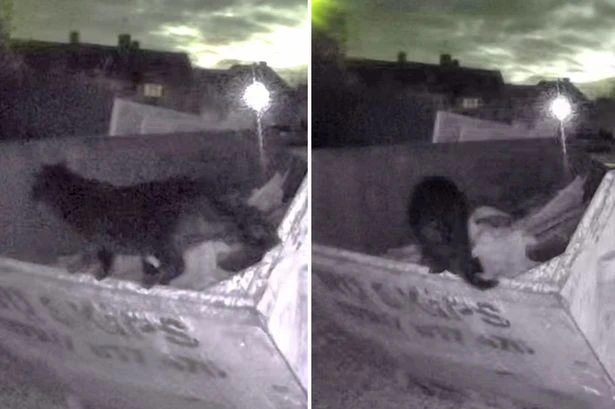 Big cat mystery grows as 'Beast of Bucks' pictured prowling UK town in dead of night