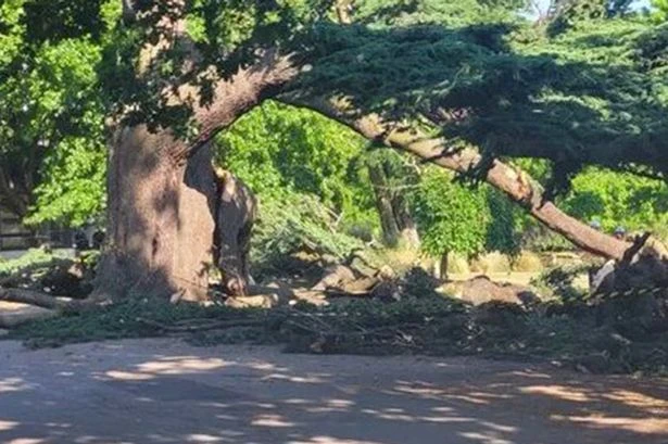 Brave cricketers tell how 40 or 50 people tried to help tragic girl who died in tree collapse