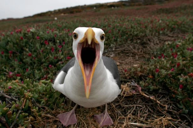 'Vicious' psycho seagulls attack posties as rounds stopped and people forced to collect