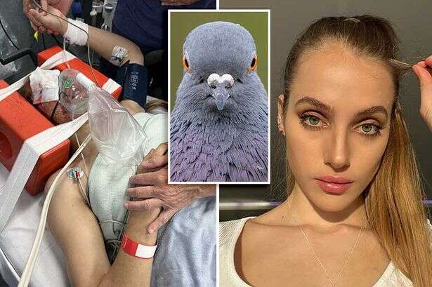 'I was hit by a pigeon and now I can't remember who I am'