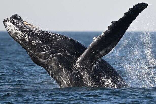 England is being invaded by whales in 'one of the greatest recovery stories'