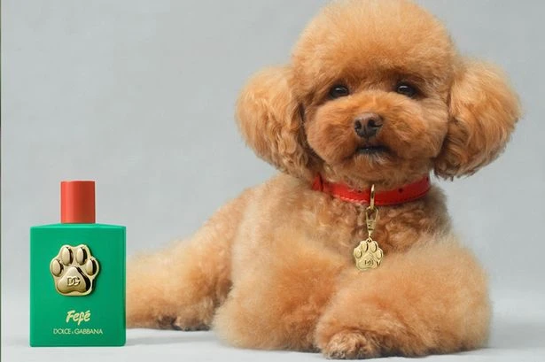 Eau de Poodle as Dolce & Gabbana launch luxury £85 perfume just for dogs