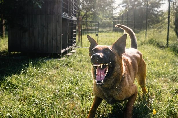 Man 'killed his dog with chainsaw and attacked his wife on the same day'