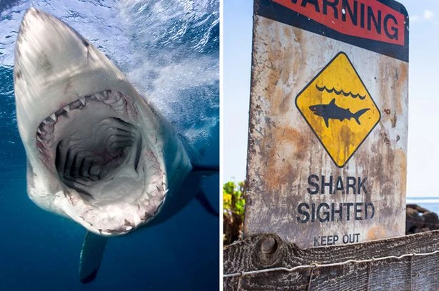 Shark attack victim recalls how beast ripped leg clean off in sickening attack