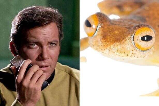 Seven new species of frog named after Star Trek stars for one simple reason