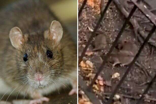 Brit park dubbed 'Ratland' after swarms of vermin storm outdoor space