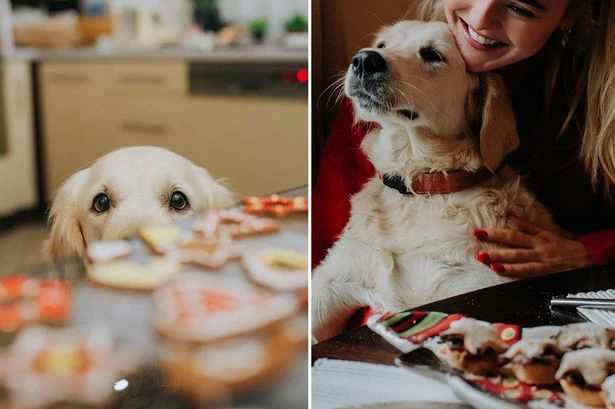 Around 65% of Brits 'convinced' their pet dogs know when Santa is coming