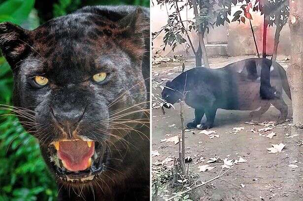 'World's fattest panther' who loves beef has fans asking 'has she eaten a human'