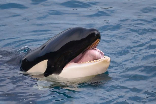 Worrying truth behind 'video of whale trainer being attacked by orca and dragged underwater'