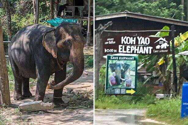 Elephant kills tourist as she washed it in park popular with Brits