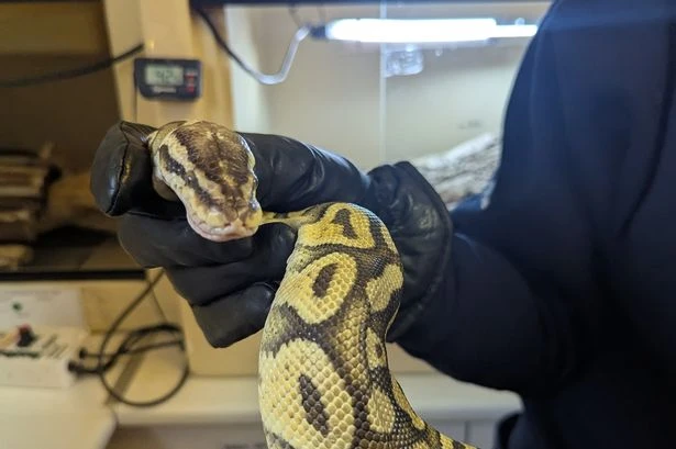 UK hot weather sparks a surge in 'runaway snakes' as reptiles break free from home