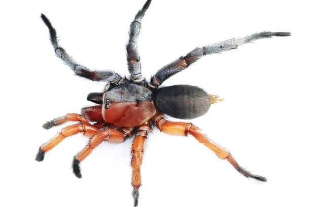 Ladyboy spiders with half male and female parts astonish boffins in Thai forest