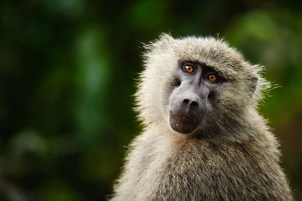 Zoo horror as bosses feed headless, limbless carcasses of culled baboons to lions