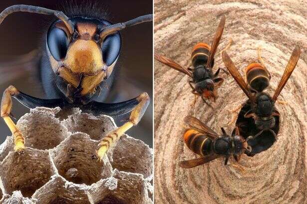 Asian hornets prepped for UK invasion after eating 1,400 species across Europe