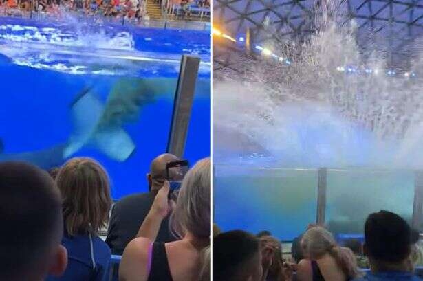 Killer whale takes a poo in pool at tourist attraction – then splashes it on the crowd