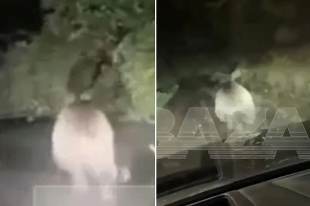Mad moment bloke chases killer bear in car after 'fatal attack' as pop song blares out