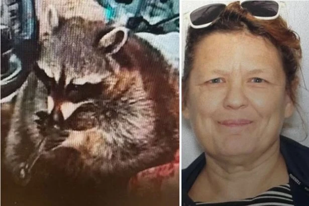 Pet raccoon smoking meth pipe in driver's seat caught by cops in wild traffic stop