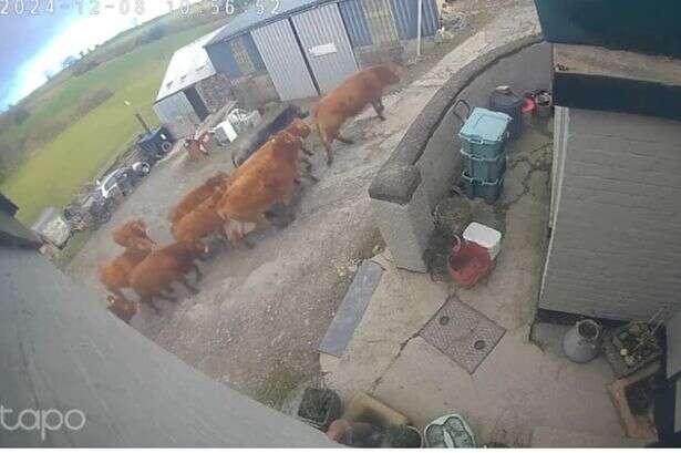 'We tried new AI smart cameras on our farm that can tell intruders from livestock'