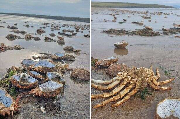 'Mass grave' as dozens of 'alien' crabs wash up on beach - but it's not all as it seems