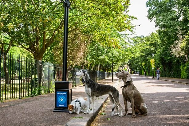 Brits pull sickies for poorly pets but special 'Dr Lampposts' can detect dog illnesses