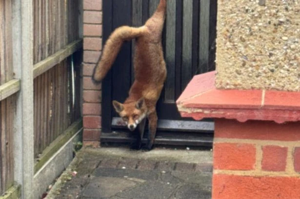 Paperboy rescues fox dangling by paw from letterbox