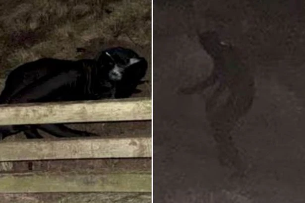 Cat gimp of the Wirral on terrifying rampage writhing on floor and making 'panther noises'