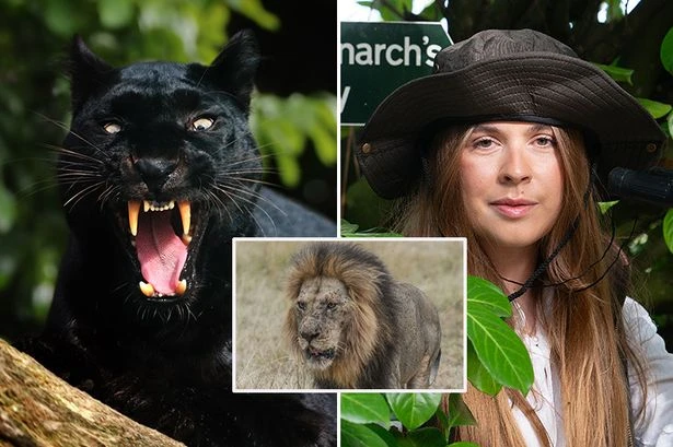 Expert reveals exactly where and when to go looking for the big cats prowling around the UK