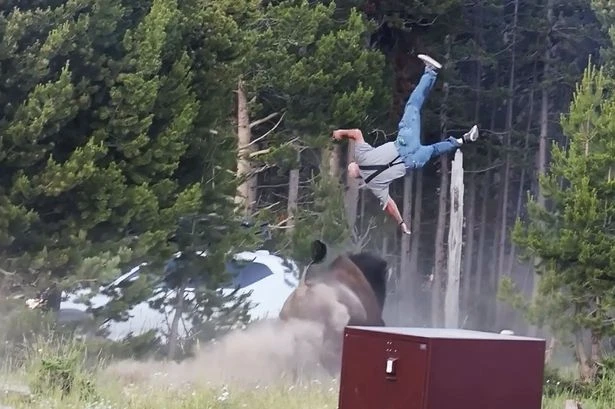 Horror as 2,000lb bison flips grandad, 80, 'like a ragdoll' and launches him 8ft into air