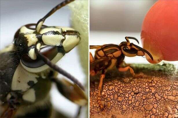 Bloke keeps deadly hornet as a pet - what happened next surprised him