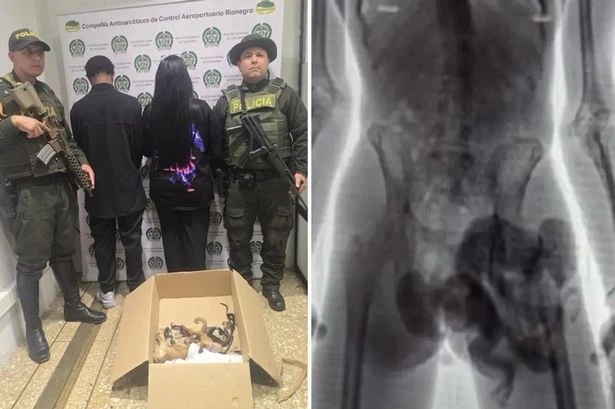 Couple caught smuggling 6 monkeys in their pants and knickers through airport security