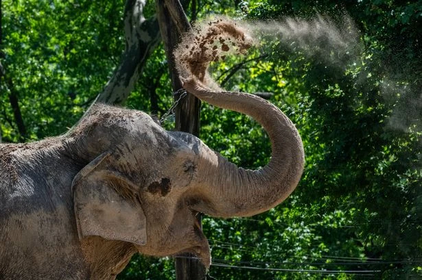 ‘Call on the Government to help protect elephants and dolphins from cruel tourist abuse’